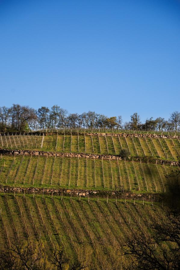 B&B Fagiolari Greve in Chianti Kültér fotó